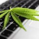 cannibis at work